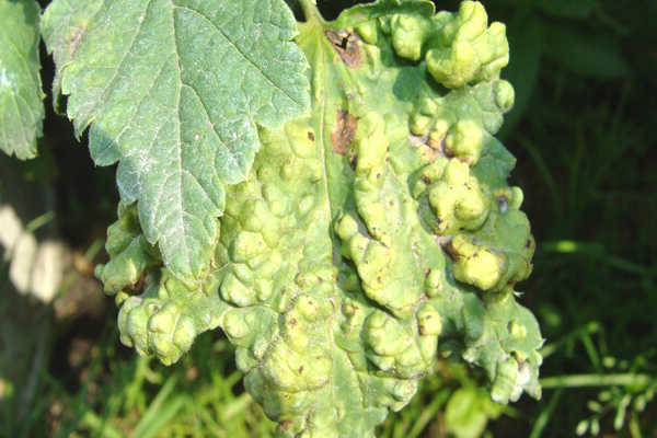 Johannisbeer-Anthracnose-Präparate