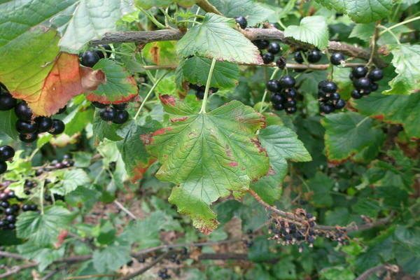 mga gamot sa paggamot sa antracnose currant