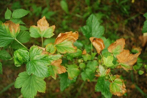 anthracnose de groseille