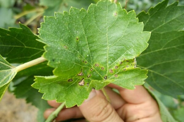 currant antracnose kung paano magamot