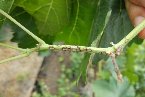 Anthracnose-Trauben wie zu behandeln