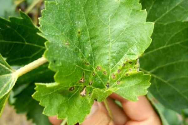 ubas antracnose larawan at kung paano sa paggamot