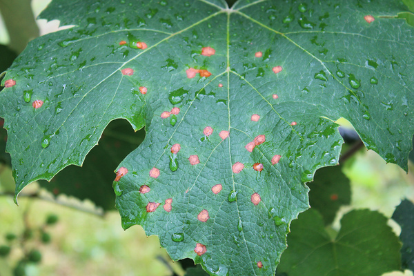 Traubenkrankheit Anthracnose