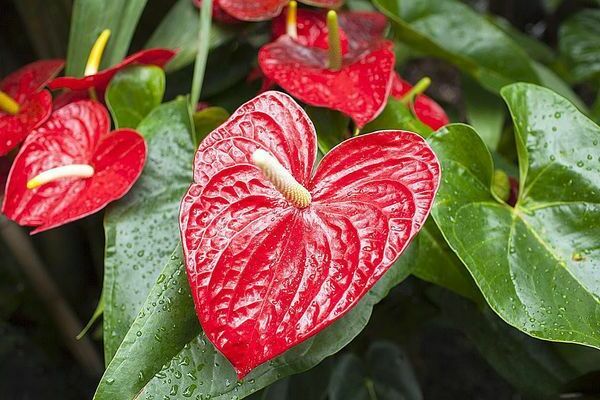 anthurium