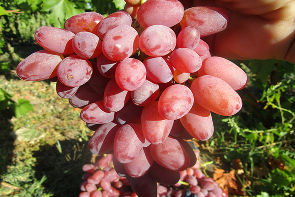 white grape varieties