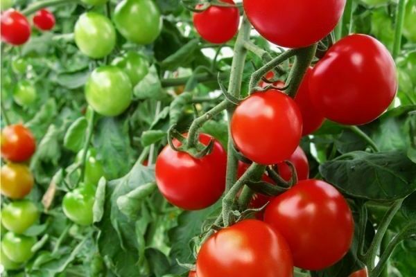 Stickstoffdünger für Tomaten