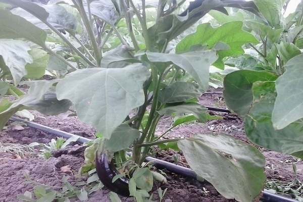 watering eggplant