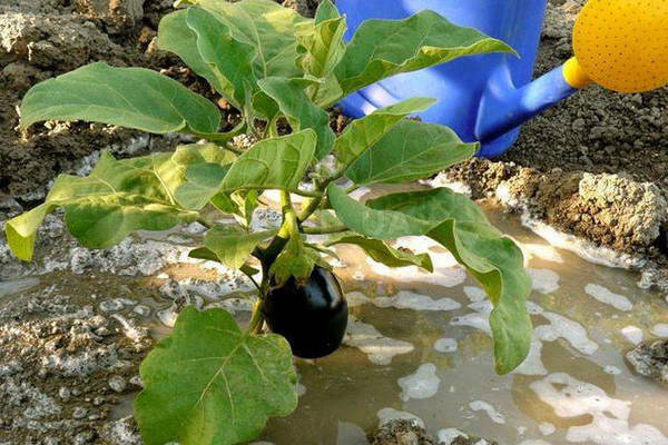 eggplant in the greenhouse