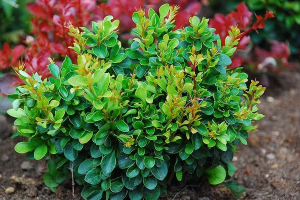 barberry varieties photo