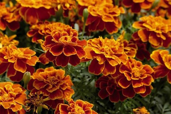 Marigold seedlings