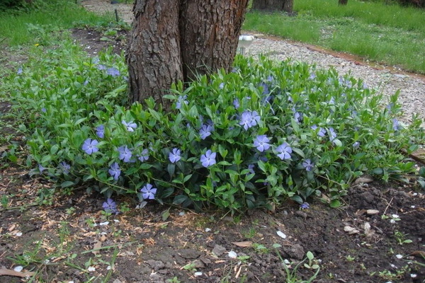 periwinkle landing