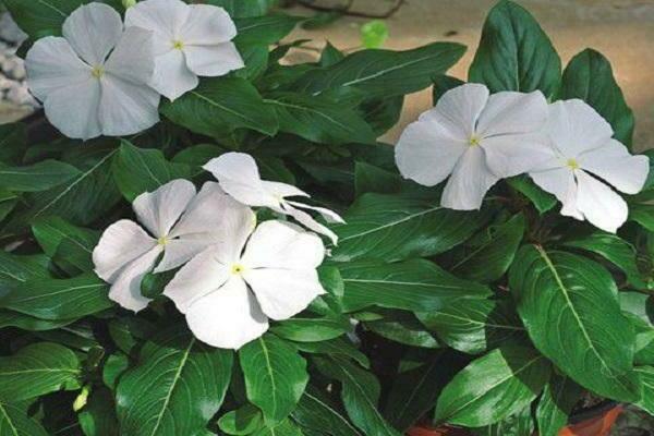 periwinkle flower