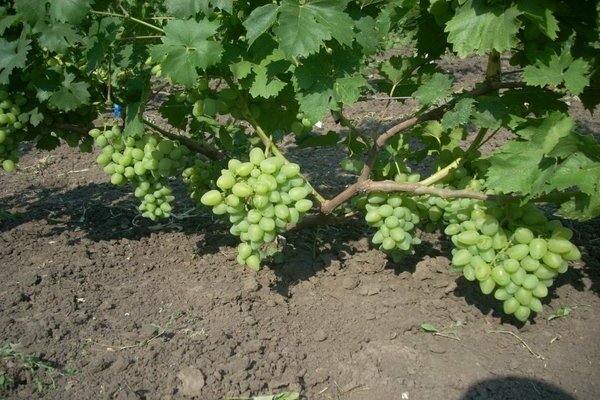 Bazhena grapes