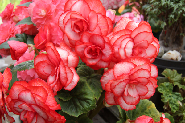 begonia