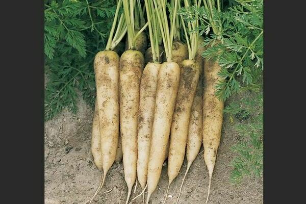 White carrot varieties