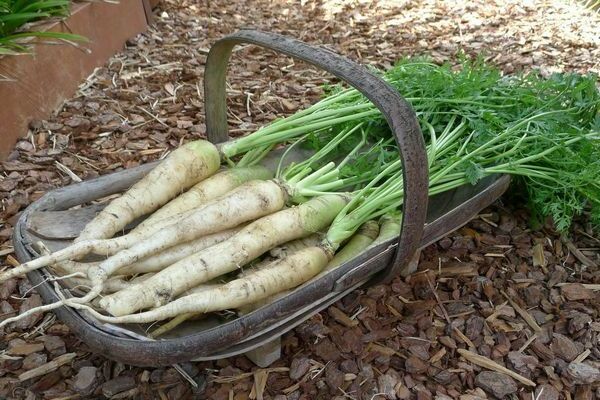 White carrot varieties