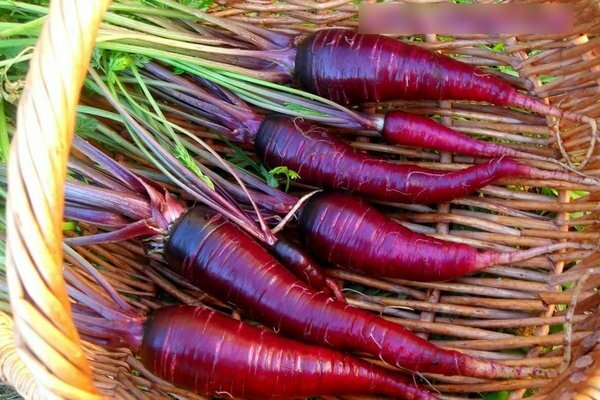 Purple carrots: varieties