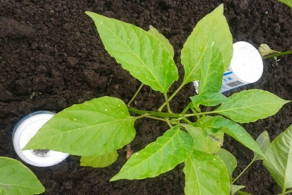 the leaves of the seedlings turn white