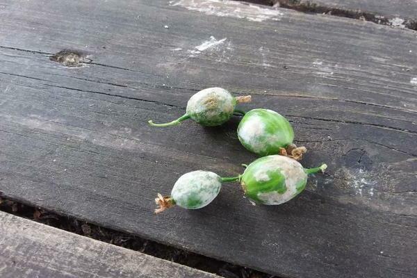 The gooseberry is covered with a white bloom