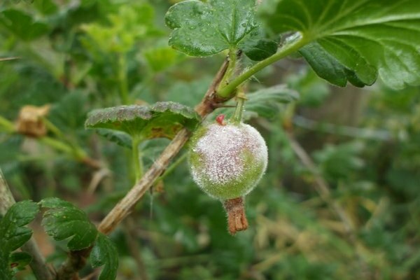 Weiße Blüte auf Stachelbeeren