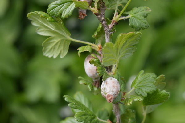 Weißliche Blüte auf Stachelbeeren