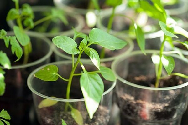 The leaves of the seedlings of peppers turn white