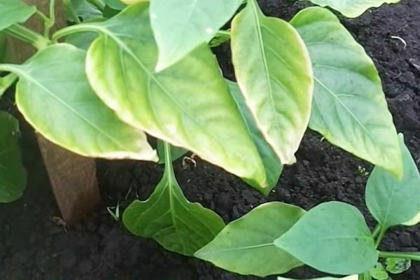 the leaves of the seedlings turn white