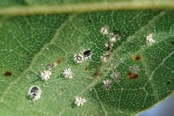 greenhouse whitefly