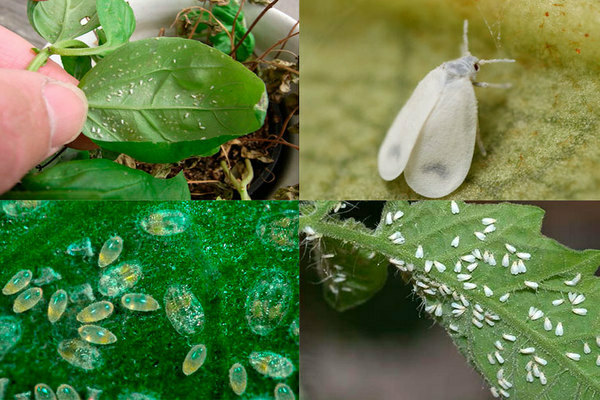 greenhouse whitefly