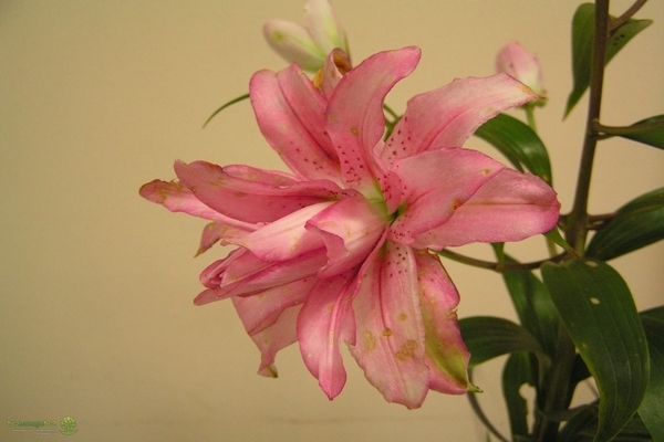 Lys rose Belonica