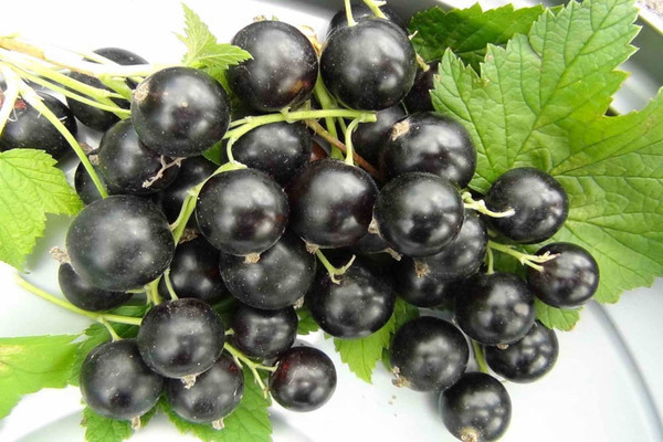 plant currant