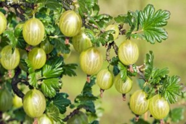 mga varieties ng gooseberry ng Belarusian sugar