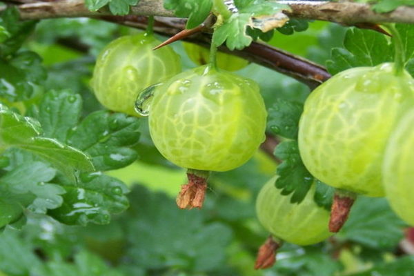 Belarusian sugar gooseberry