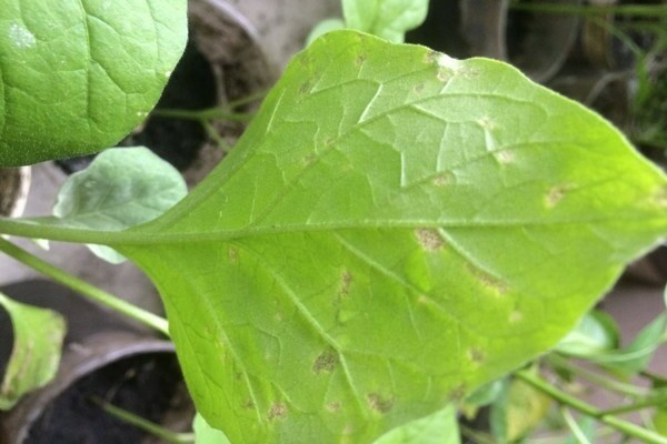 taches blanches sur l'aubergine