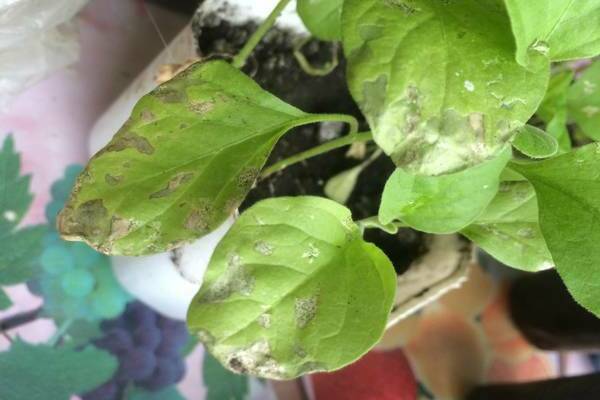 taches blanches sur l'aubergine