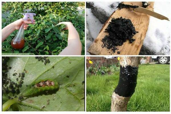 aphids on fruit trees