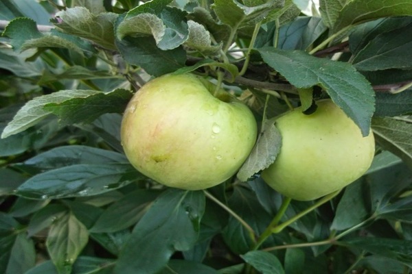 Apple tree Medunitsa