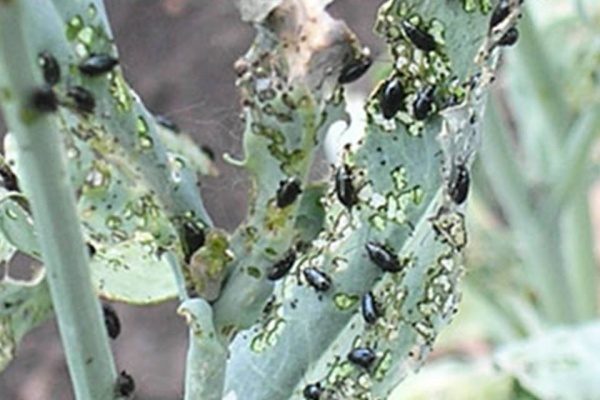 fleas + on eggplant