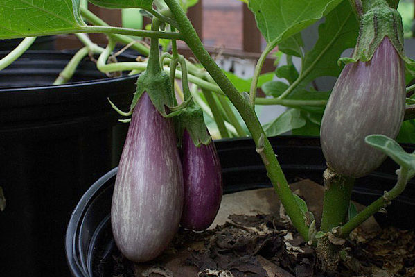 + black fleas on eggplants