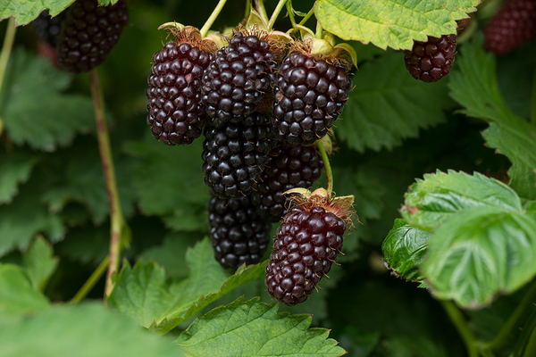 black raspberry