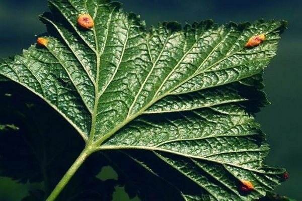 red spots on currant leaves