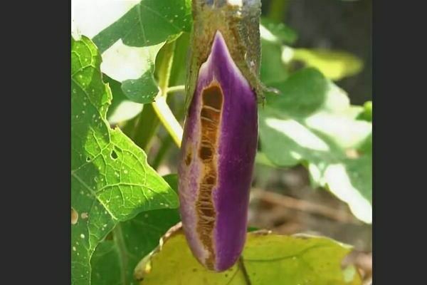 Bakterielle Krankheiten Aubergine: Beschreibung, Foto, Behandlung