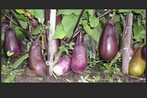 Viruserkrankungen der Aubergine: Foto, Beschreibung, Behandlung