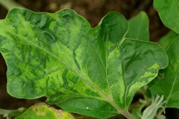 Viruserkrankungen der Aubergine: Foto, Beschreibung, Behandlung