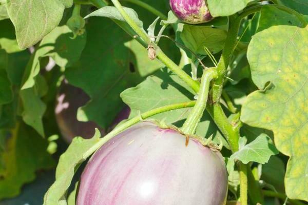 Viruserkrankungen der Aubergine: Foto, Beschreibung, Behandlung