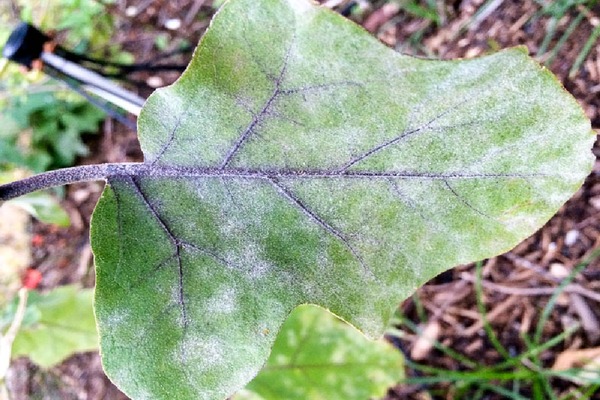 Pilzkrankheiten von Auberginen: Foto, Beschreibung, Behandlung