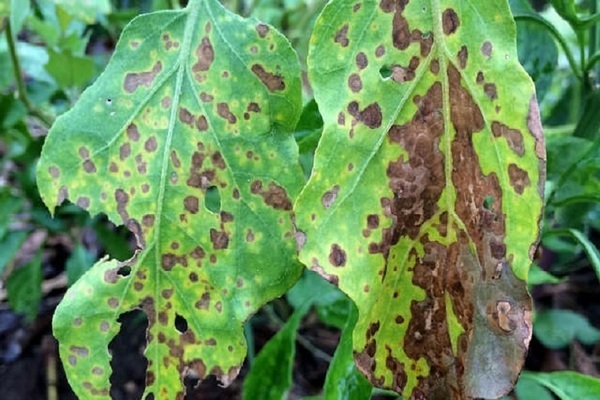 Fungal diseases of eggplant: photo, description, treatment