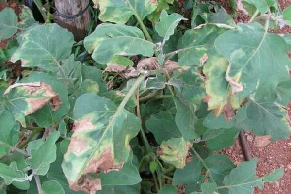 Fungal diseases of eggplant: photo, description, treatment