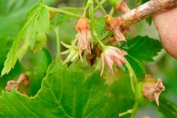 Diseases of red currant: description, treatment, prevention