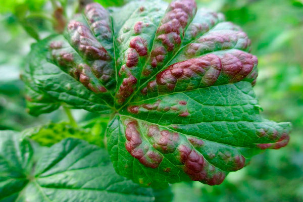 Diseases of red currant: description, treatment, prevention